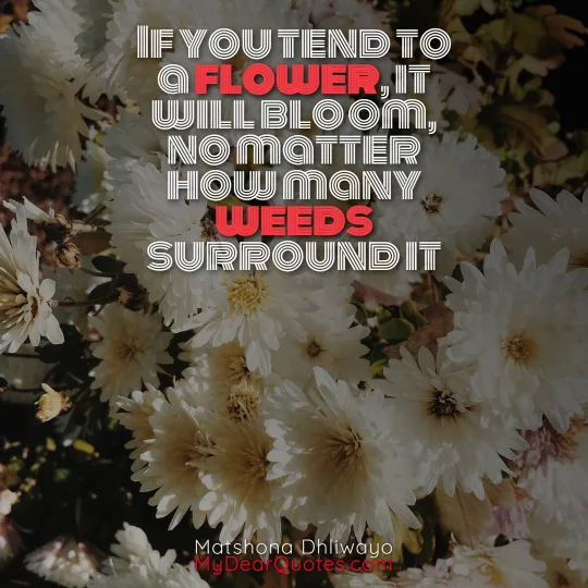let yourself bloom quotes