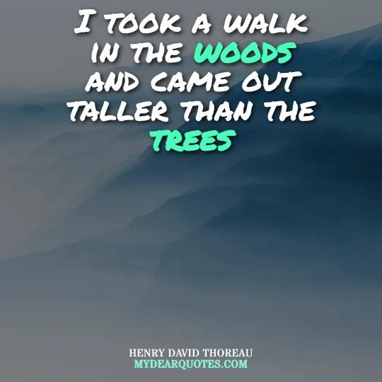 I took a walk in the woods and came out taller than the trees  |  Henry David Thoreau