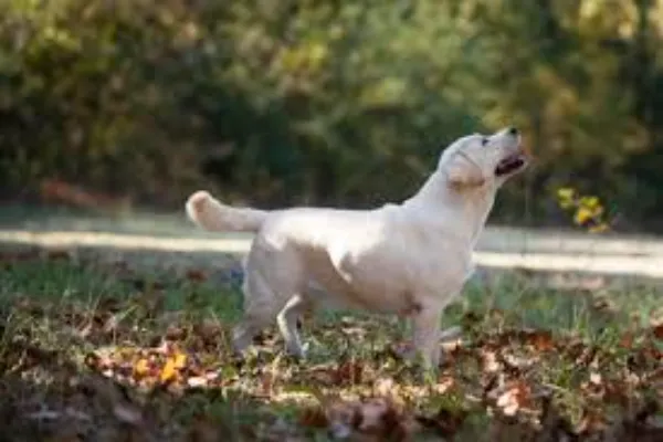 From Puppies to Playmates: Raising Snowy Pines White Labs