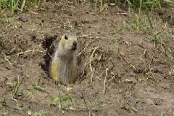 Common Mistakes to Avoid When Working with a Gopher Exterminator