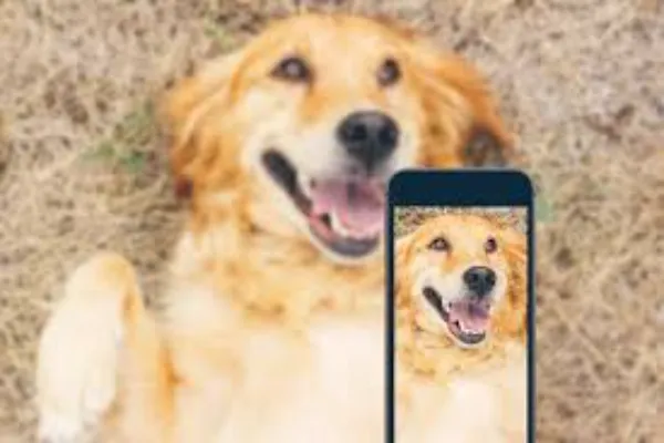 Cool Ways To Set Up Your Very Own Pet Instagram Account