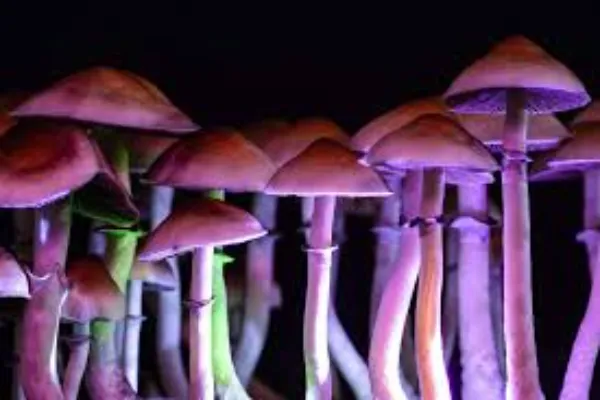 Shrooms 101: Everything You Need to Know About Magic Mushrooms
