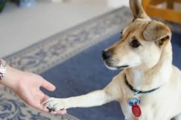 The Right Way to Introduce a Nervous Dog to Other Pups