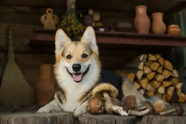How Can Medicinal Mushrooms Support Your Dog’s Health?