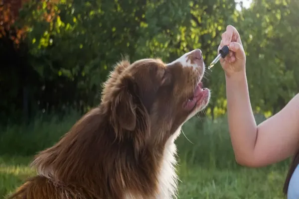How to Choose Pure CBD Oil for Your Dog?