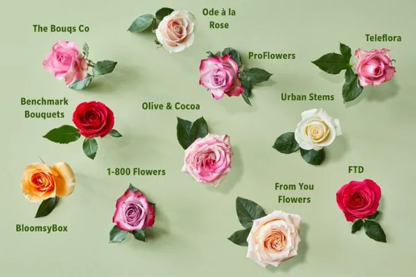 Creative Ways to Present a Snake Plant as an Office Gift