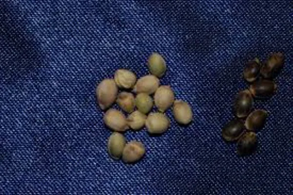 How to Buy Marijuana Seeds Online: A Comprehensive Guide