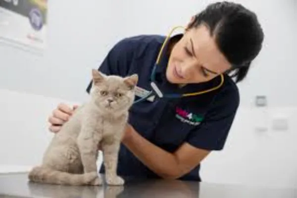 Veterinary Care That Prioritises Your Pet’s Health