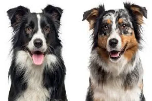 Border Collie vs Australian Shepherd – Discover Their Differences