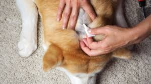 Why the Most Effective Flea Solutions Work From the Inside Out