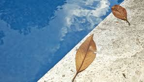 How Leaves and Debris Affect Pool Water Quality and Cleaning Efficiency
