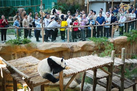 The Ultimate Selangor Wildlife Day Out Featuring Giant Pandas And Petting Zoos For Families