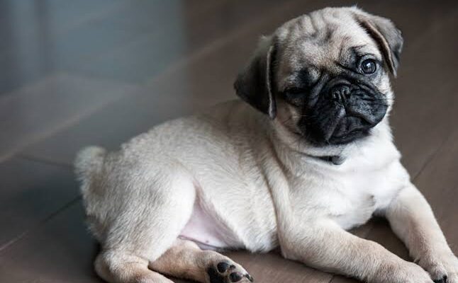 A Guide to Finding Healthy and Happy Purebred Pug Puppies