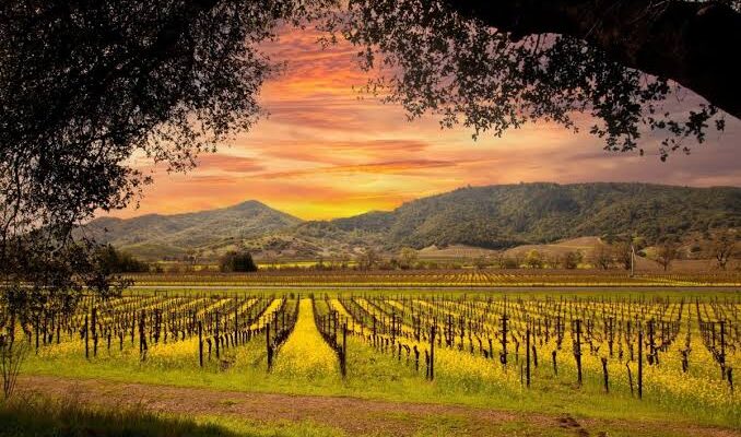 Destination Management Company Napa Valley: A Local Approach to Better Experiences